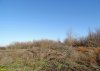 Красносельское. Порубочные остатки уничтоженных деревьев зелёной зоны на улице Школьной