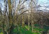 Красносельское. Зелёная зона на улице Школьной