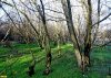 Красносельское. Зелёная зона на улице Школьной