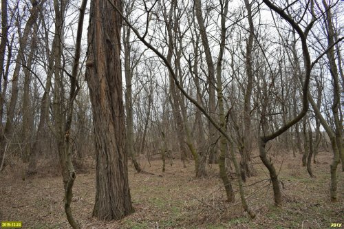 Северопластуновский лес