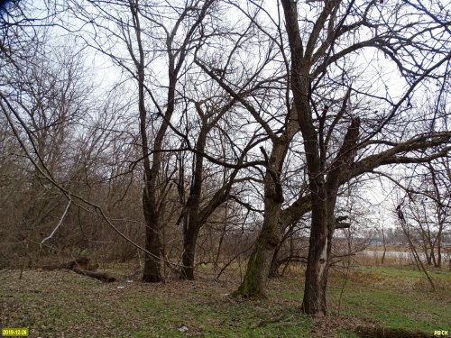 Павловский лес