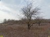 В восточной части Павловского леса сохранился участок лесостепной растительности