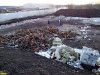 Лица, работающие на нелегальной свалке в пос.Индустриальный, покидают её при появлении активистов Экологической Вахты