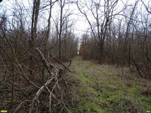 Просека в лесу Меклета (Белоглинский район)