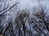 Готическая графика Туркинского леса 