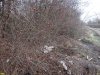 Окраина Туркинского леса: живая природа vs мёртвый мусор