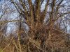 Гледичия трёхколючковая в Ильинском лесу (Новопокровский район)