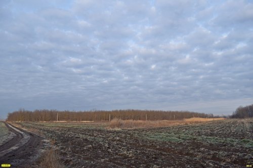 Ильинский лес - кусочек пойменного леса реки Калалы посреди распаханной степи
