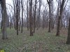 Зелёная зона возле ЖД вокзала Белой Глины представляет из себя чистый парковый лес