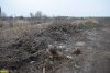 Порубочные остатки вывозятся на несанкционированную свалку