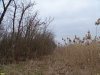 Зелёная зона в хуторе Меклета (Белоглинский район) - частично остаток пойменного леса реки Меклета 