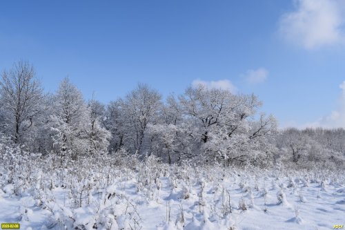 Зимний лес в окрестностях станицы Октябрьской (Белореченский район)