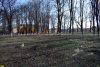 Вырубка в парке возле ДК в ст.Динской 