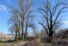 Киргизские плавни - около 40 га пойменного леса реки Кубань в границах Краснодара