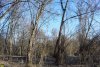 Киргизские плавни - участок естественного пойменного леса реки Кубани (Краснодар)