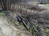 Вырубка в Парке Победы (Затон) в Краснодаре