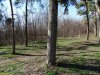 Планируемая вырубка в Парке Победы в Краснодаре