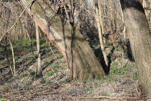 В Парке Победы (Затон) в Краснодаре планируется незаконная вырубка здоровых деревьев
