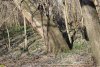 В Парке Победы (Затон) в Краснодаре планируется незаконная вырубка здоровых деревьев