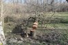 Вырубка в Парке Победы (Затон) в Краснодаре
