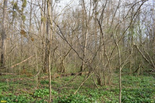 Белореченский заказник 