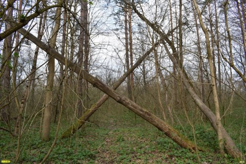 Белореченский заказник 