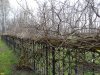 Земли лесного фонда в х.Ленина (Краснодар) незаконно огорожены
