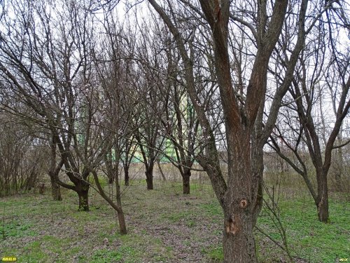 Участок сохранившегося леса, который тоже планируется уничтожить под строительство ЖК "Fresh" 