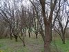 Участок сохранившегося леса, который тоже планируется уничтожить под строительство ЖК "Fresh" 