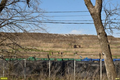 Обширные мусорные территории на полигоне ТКО возле хутора Копанской привлекают огромное количество птиц