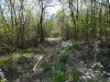 Весеннее цветение в Белореченском лесу