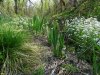 Весеннее цветение в Белореченском лесу