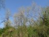 Белореченский лес