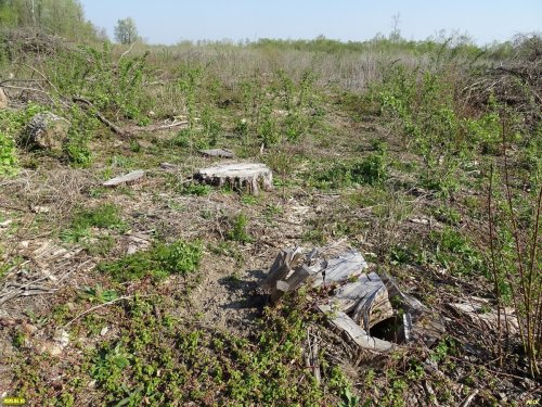 Белореченский лес: старовозрастные деревья вырубили для добычи ПГС