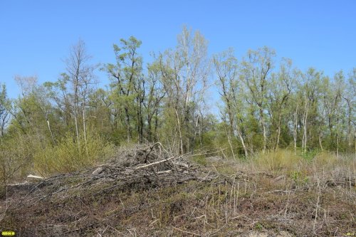 Белореченский лес, граница живого и мёртвого леса