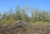 Белореченский лес, граница живого и мёртвого леса