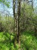 Гледичия трёхколючковая в урочище Рязанский лес (Белореченский район)