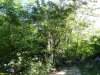 Замусоренная и зарастающая растительностью территория недостроенных очистных в пос.Джубга