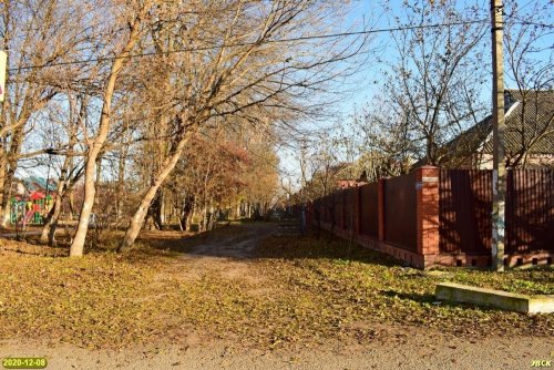 При благоустройстве пекановой рощи планируют сохранить все здоровые деревья