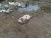 Свалка биологических отходов возле аула Афипсип