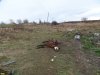 Свалка биологических отходов возле аула Афипсип