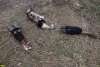 Свалка биологических отходов возле аула Афипсип