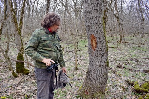 Клеймо и затёс на здоровом дубе - готовится незаконная рубка в лесном фонде