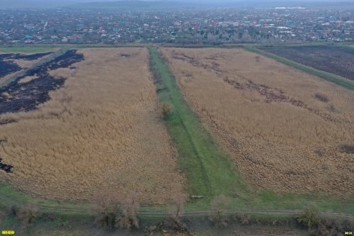 Покрытый болотной растительностью участок на месте осушенного лимана Куркуй, станица Варениковская