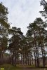 Ряды сосен в памятнике природы (Гулькевичский район
