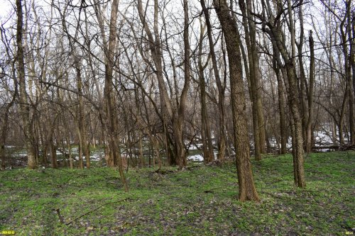 Роща амурского бархата (Кропоткин)