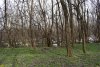 Роща амурского бархата (Кропоткин)