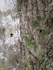 У нескольких деревьев высверлен весь ствол по диаметру