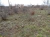 Между пока оставленными расти кустами видны пни вырубленных деревьев (п.Семигорский)
