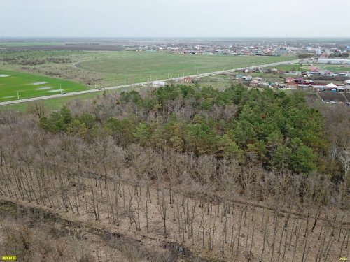 Посадки сосны и кленовая аллея в лесопарке Юбилейный возле аула Понежукай